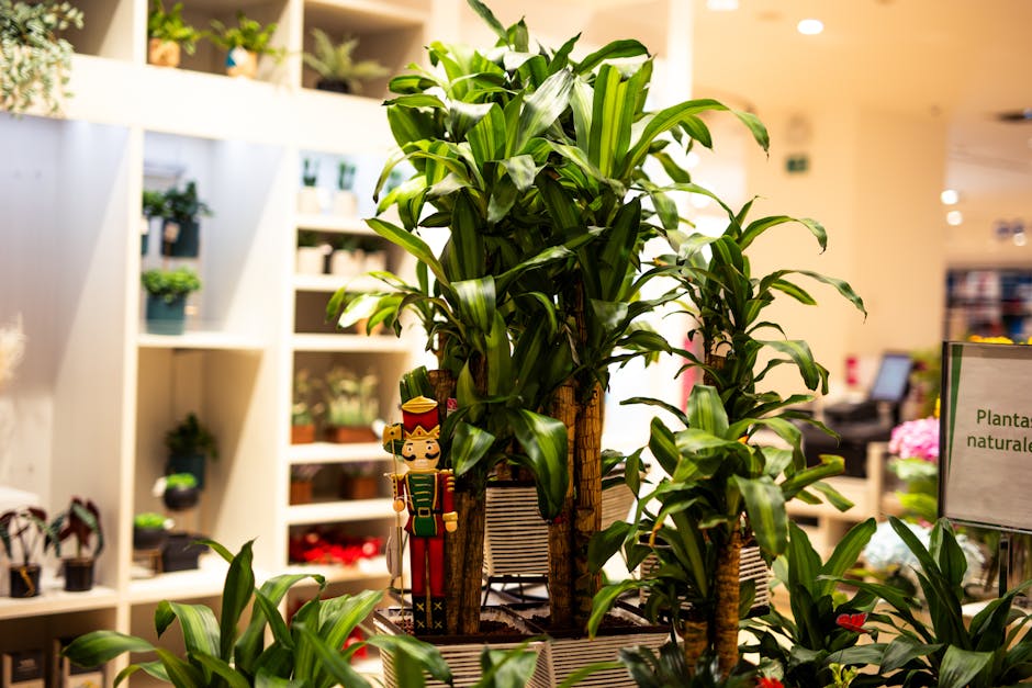 A large, healthy indoor potted plant with lush, green, elongated leaves arranged densely around its stems is displayed in a retail setting. The plant has multiple stalks with thick, textured trunks su
